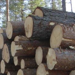 Foto: Skogsstyrelsen
