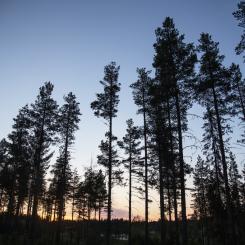 Helena Landstedt/TT: Älgar och svampangrepp hotar stora delar av skogen i norr. Arkivbild.