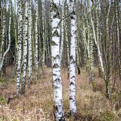 Martina Holmberg / TT: Efterfrågan på förädlad björk har ökat hos skogsindustrin, enligt ATL.