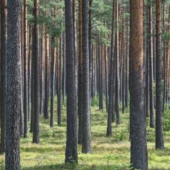 Fredrik Sandberg/TT: Köpa skog? Under första halvåret 2023 varierar prisutvecklingen, uppger LRF-delägda Ludvig|&|Co. Arkivbild.