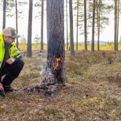 Lukas Holmström, naturvårdspecialist vid SCA, vid en "bärbrasa". Foto: Foto: Henke Olofsson/SCA