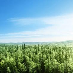 Fem industrigiganter – ANDRITZ, Arauco, Metsä Group, Stora Enso och Valmet – har åtagit sig ett femårigt samarbete med både expertis och finansiellt stöd. Foto: Valmet