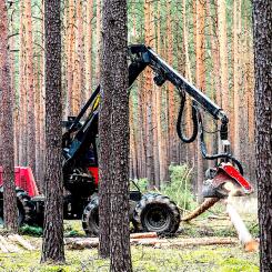 Växande och friska skogar producerar förnybar råvara som kan ersätta produkter baserade på fossila material, samtidigt som de fungerar som viktiga kolsänkor. Foto: Creative Commons Lic. Kredit: mariohagen