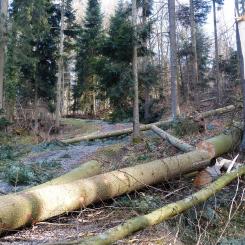 Förstörd skog. Synbolbild. Foto: Pixabay, Kredit: Hans