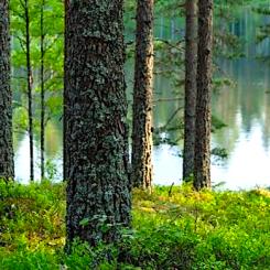 Stora Enso har brottats med ekonomiska utmaningar de senaste åren. Genom att sälja en del av sitt skogsinnehav hoppas bolaget kunna reducera sina skulder och skapa ekonomiska resurser för framtida investeringar och utveckling. Foto: Stora Enso