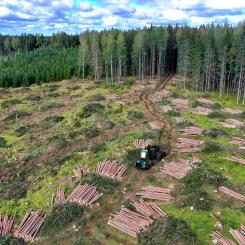 Finlands skogsindustri har på senare år stått inför flera utmaningar, bland annat högre råvarupriser och minskad efterfrågan på vissa produkter. Trots detta har branschen lyckats upprätthålla en relativt stabil lönsamhet, framför allt genom effektivisering och diversifiering av produktionen. Foto: Creative Commons Lic.  Kredit: reijotelaranta