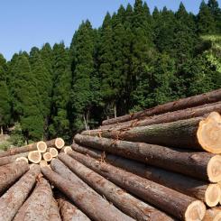 Expertpanelen varnar för att minskad tillgång på inhemskt virke kan leda till högre råvarupriser, försämrad konkurrenskraft och i förlängningen minskade investeringar. Samtidigt finns risken att efterfrågan på träprodukter i stället flyttas till länder utanför EU, där kraven på natur- och miljöskydd ofta är mindre strikta. Foto: Leica Geosystems