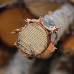 Avskogningsförordningen (EUDR) ska förhindra handel med varor som bidrar till avskogning och skogsförstörelse runt om i världen.