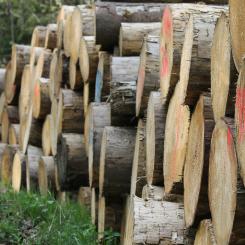 Restprodukter från skogen ska rena vatten. Foto: nipun jagtap/unsplash