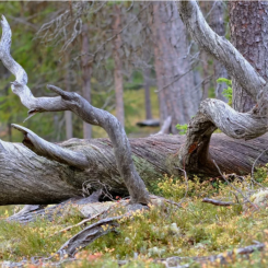 Foto: Holmen