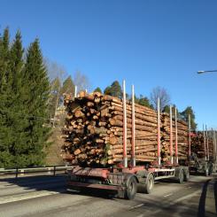 En central fråga i rapporten är hur klimatet påverkas av ett minskat skogsbruk. Enligt analysen ökar visserligen kolinlagringen i skogen visserligen på kort sikt när mindre virke avverkas. På längre sikt minskar däremot skogens tillväxt. Foto: Simon Matthis