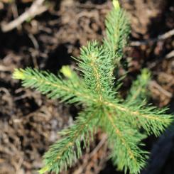 I Sverige planteras runt 400 miljoner plantor varje år, vilket innebär att ungefär var fjärde planta kommer från SCA. Arkivbild.