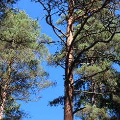 Undersökningen visar att kunskapen om Europas skogliga naturtillgångar är låg. Så många som 65 procent av respondenterna uppger att andelen skog i Europa minskar – när utvecklingen i själva verket går i motsatt riktning, enligt statistik från Eurostat. Foto: Simon Matthis