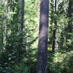 Markerade stockar i skogen. Symbolbild. Foto: Creative Commons Lic. Kredit: congerdesign