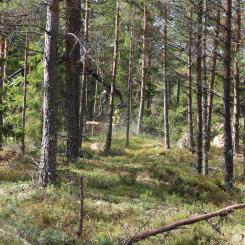 Enligt Skogsindustrierna visar all forskning  – ”utan undantag” – att skogen och skogsindustrin levererar väldigt mycket klimatnytta. Den nyttan måste synliggöras bättre än idag, menar branschorganisationen.