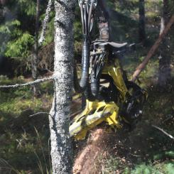 Rapporten visar att förnybara skogsprodukter står för 40 procent av klimatnyttan från de norrländska skogarna, eller 16 miljoner ton koldioxidekvivalenter. Foto: Simon Matthis