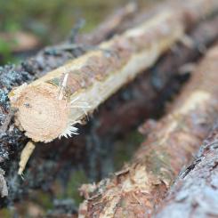 De sju sågverken som granskas har en produktionskapacitet på cirka 3 miljoner kubikmeter.