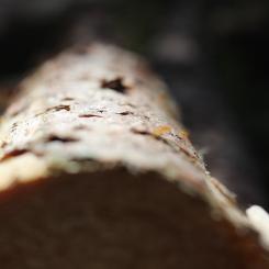 Utlysningen riktar sig bland annat till lösningar som kan bidra till ett mer hållbart skogsbruk.