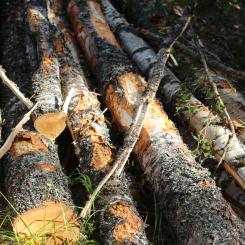 IUFRO är ett icke-vinstdrivande, icke-statligt internationellt nätverk av skogsforskare, som främjar globalt samarbete inom skogsrelaterad forskning och ökar förståelsen för de ekologiska, ekonomiska och sociala aspekterna av skogar och träd. 
