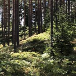 Foto: Skogsstyrelsen