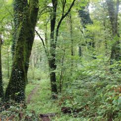 Förekomsten av äldre skog, död ved och lövträd indikerar biologisk mångfald i skogen. Arkivbild.
