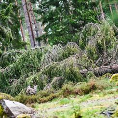 Stormfälld skog. Foto: Joel Dittmer/Södra