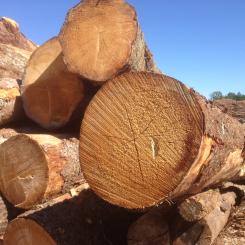 Lignin sägs vara "naturens eget klister". Arkivbild.