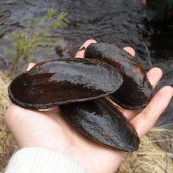 Flodpärlmussla (Margaritifera margaritifera) är ett fridlyst sötvattenlevande blötdjur. Foto: MrKimm/Wikimedia Commons