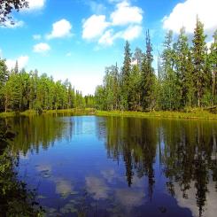 Symbolbild av en strandnära skog. Foto: Creative Commons Lic. (Pixabay) Kredit: mobinovyc