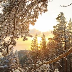 Foto: Norra Skog