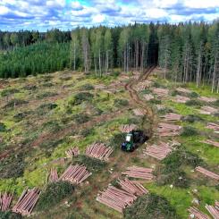 Rotpostintäkterna är en central del av den finländska skogsnäringens värdekedja, som direkt och indirekt sysselsätter omkring 80 000 personer. Foto: Creative Commons Lic. Kredit: Reijo Telaranta