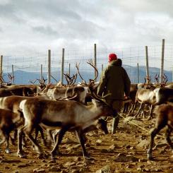Renskötsel i Sverige. Överenskommelsen mellan SCA och rennäringen ska följas upp genom årliga utvärderingar. Foto: Mats Andersson/Flickr/Wikimedia Commons