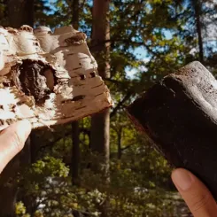 Det nya svenska företaget Reselo vill ersätta fossilbaserat gummi mot nytt material gjort av björkbark.
Foto: Reselo