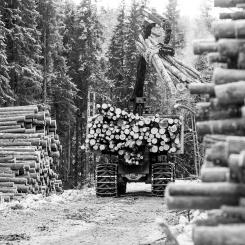 Foto: Norra Skog