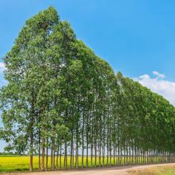 Eukalyptusträd för pappersindustri. Foto: Freepik