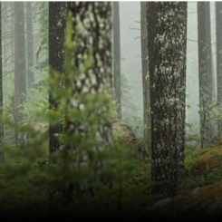 Foto: Sveaskog