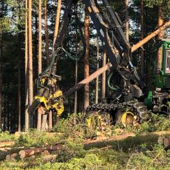  Avverkningsanmälningarna var i stort sett oförändrade i november i jämfört med november 2022. Foto: Skogsstyrelsen