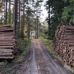 Foto: Skogsstyrelsen