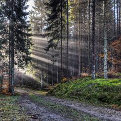 Foto: Södra