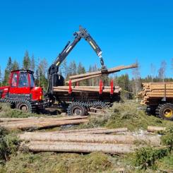 Stora Enso planerar att samla sina omfattande skogstillgångar i ett nytt bolag som väntas knoppas av från koncernen 2027. Foto: Stora Enso