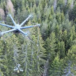 Tekniken innebär att gallring genomförs utan markkontakt, där varje träd flygs ut till väg för vidare transport till kunden. Foto: Sveaskog